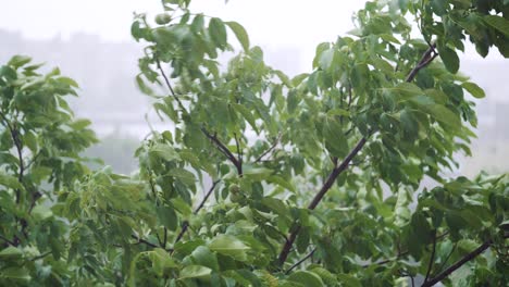 Top of trees swaying in hard rain. Walnut tree.