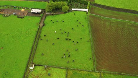 cows grazing on green fields, terceira island, azores - aerial top down