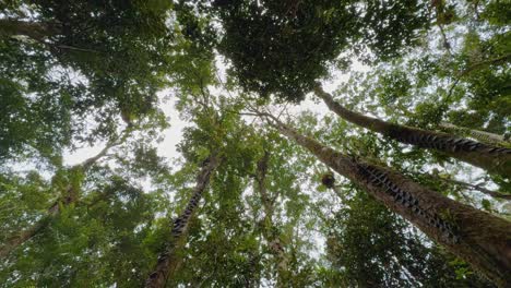upward view of lush rainforest canopy in port douglas, showcasing towering trees and vibrant greenery under natural light