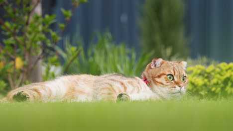 cute red cat resting on the lawn in the backyard of the house