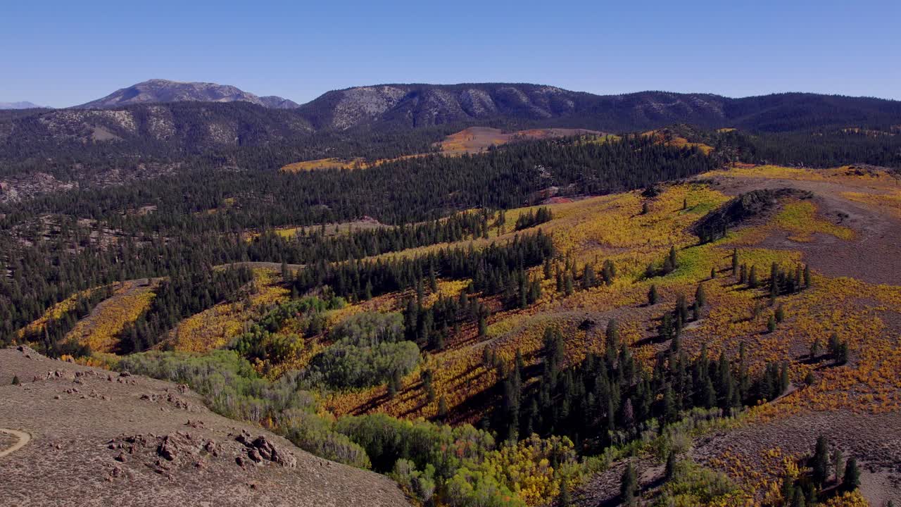 Drone Shot of Fall Colors in a Meadow in Mono County, California - Pull back to reveal stunning fall colors in the Eastern Sierra