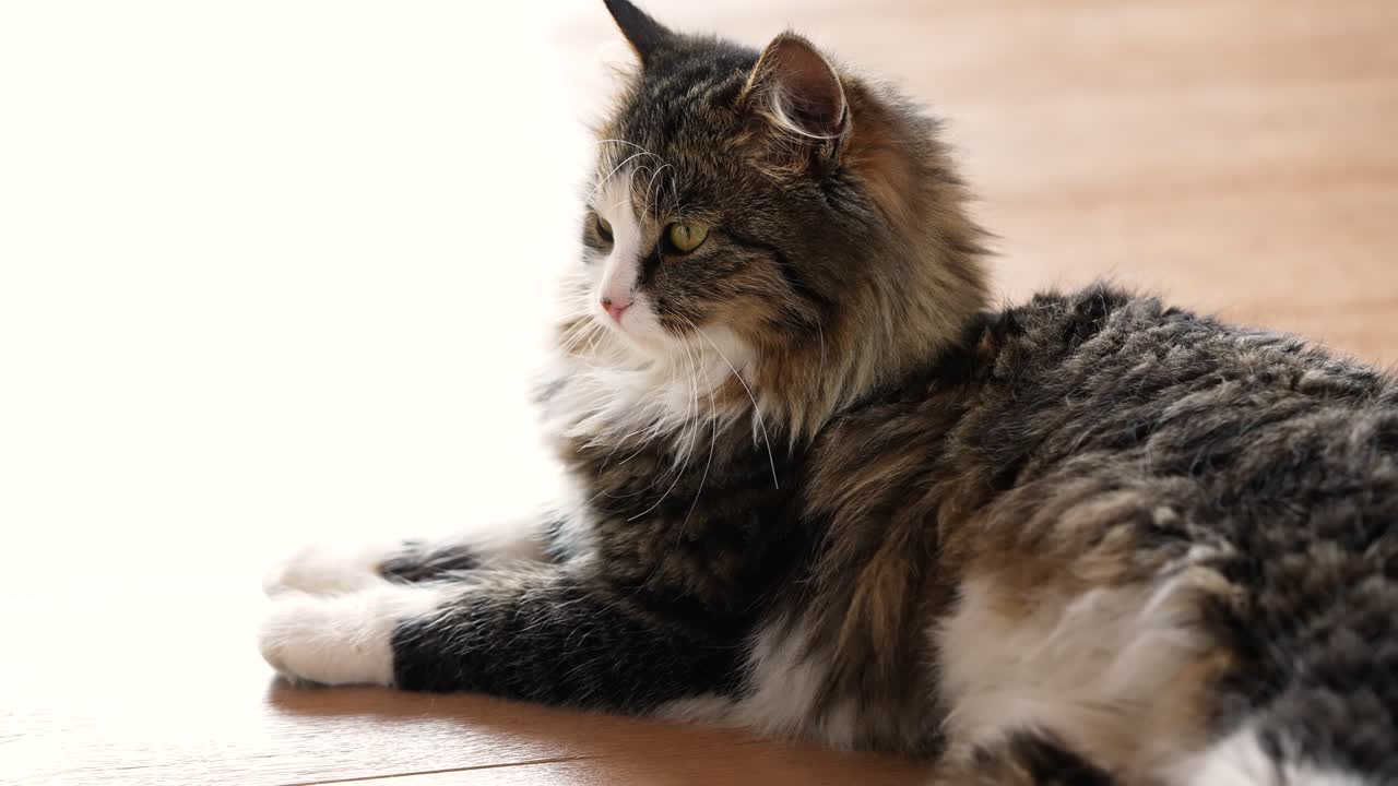 En huskatt med tabby-mönster som vilar på ett trägolv medan den tyst observerar sin omgivning. Ett lugnt husdjursögonblick inomhus som visar medvetenhet, komfort och naturligt beteende i en hemmamiljö