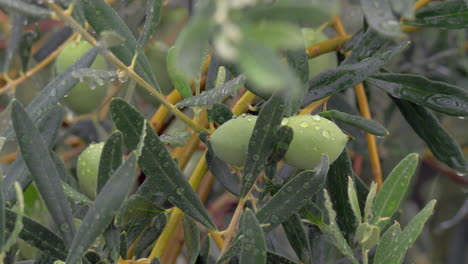 olive tree branch is wet from rain