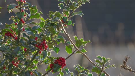 Bright red holly berries on a holly bush