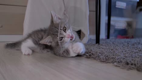slow motion shot of a cute grey kitten playing with a string of grey wool