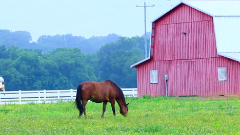 Horses-and-a-Red-Barn-Grassy-Field-Farming