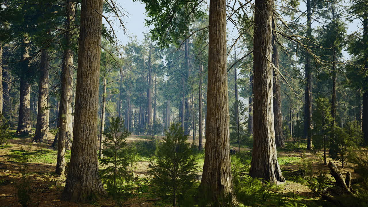 Lush forest landscape showcasing tall trees and vibrant greenery in daylight
