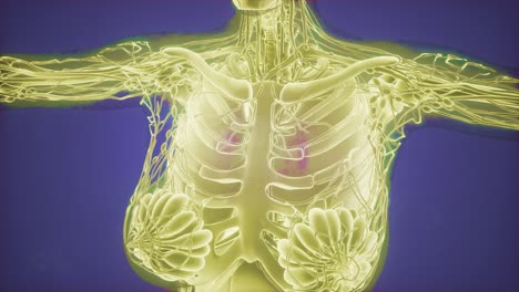 radiografía de mamografía para el diagnóstico del cáncer de mama