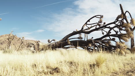 Drought-in-the-Mojave-Preserve-desert