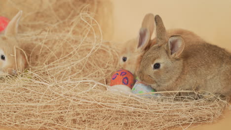 Gruppenwurf-Von-Flauschigen-Hasen,-Die-Im-Osternest-Auf-Einem-Strohhaufen-Kauen---Mittlere-Nahaufnahme