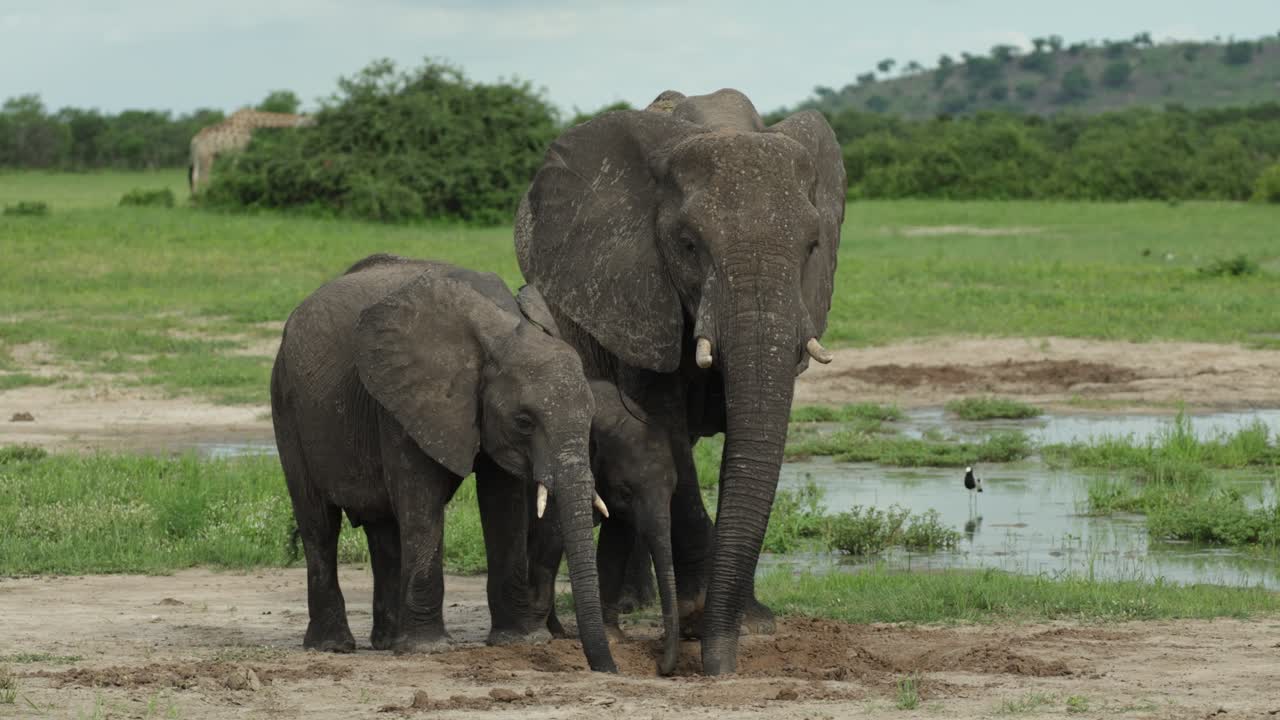 An African elephant cow digging for groundwater with her two calves before drinking, Savuti Botswana