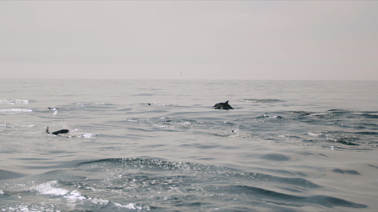 Dolphins Swimming in the Open Ocean
