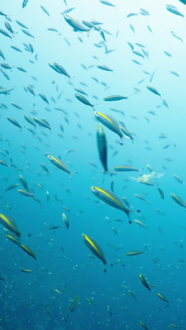 바다에서 헤엄치는 물고기 떼