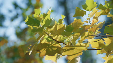 maple trees growing autumn park sunny day. closeup branch covered yellow foliage