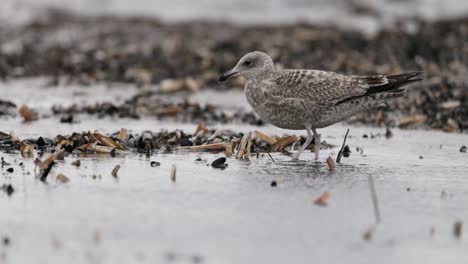 la gaviota gris en una orilla costera húmeda
