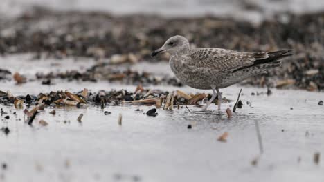 grey gull on a wet coastal shore