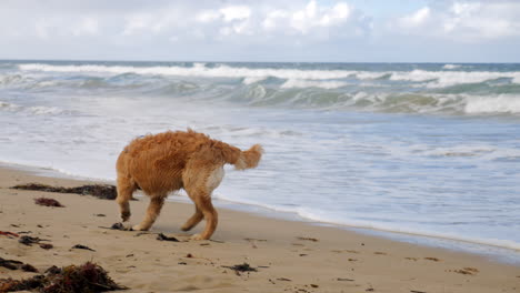 Cachorro-Golden-Retriever-Explorando-La-Playa-Y-El-Agua-Del-Mar,-Cámara-Lenta