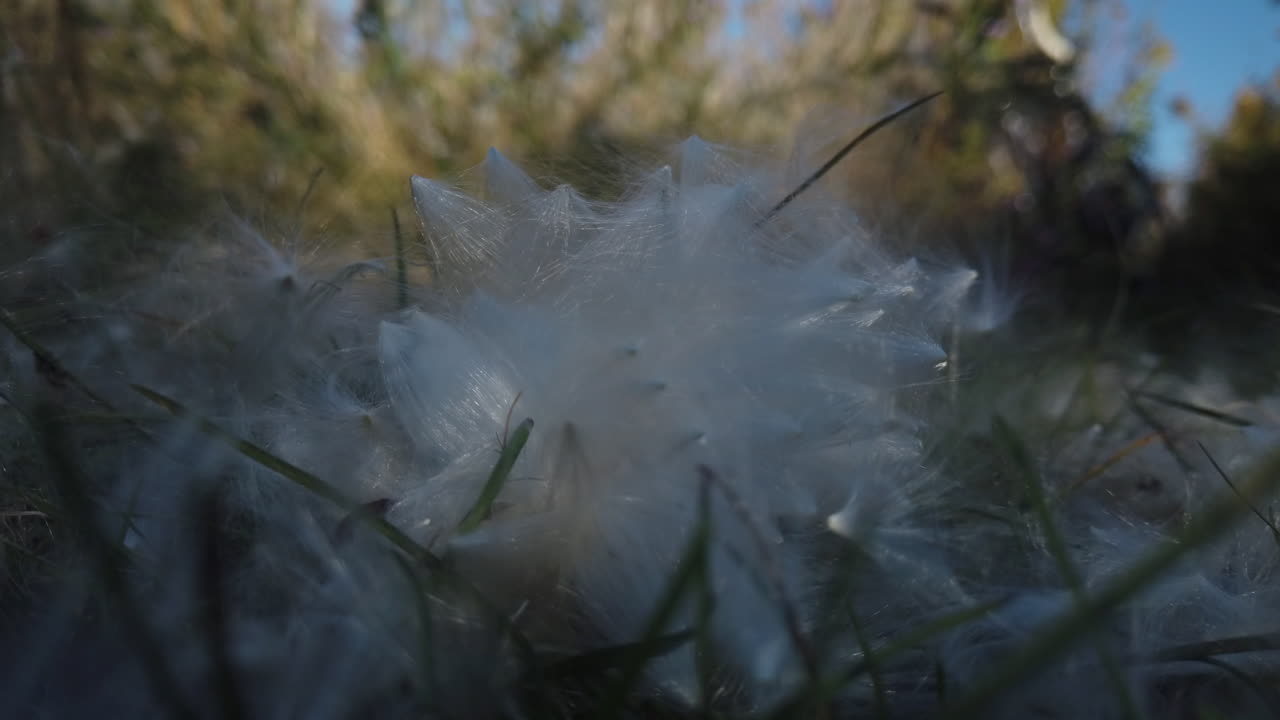 Semi di pioppo americano che riposano sull'erba soffiati dal vento, primo piano.