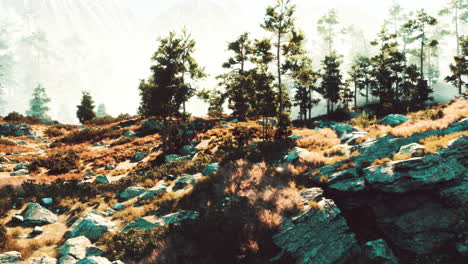 misty forest landscape with mountains