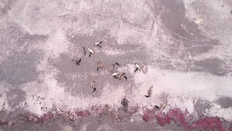 Drone-fast-Pull-back-revealing-the-herd-of-Elephant-seals-on-the-coast-in-wide-,-cinematic-shot