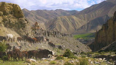 Filmischer-Blick-Auf-Kühe-Und-Pferde,-Die-Durch-Die-Landschaften-Von-Upper-Mustang-Nepal-Streifen