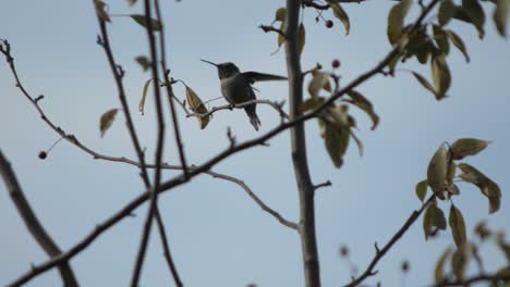 anna's hummingbird landing on a tree branch