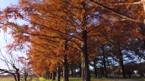 Metasequoia-lined-road-in-Shiga,-Japan