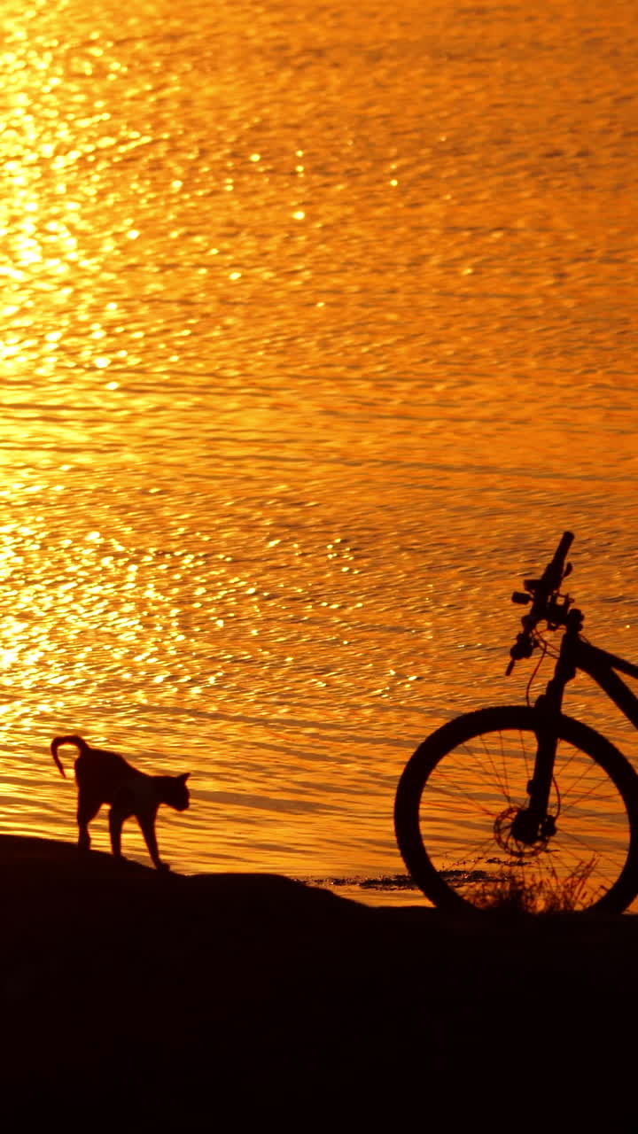 Silhouette of a cyclist two cats and a bike near the river at sunset. Golden path from the setting sun in the water and a man with cats outdoors. Vertical video