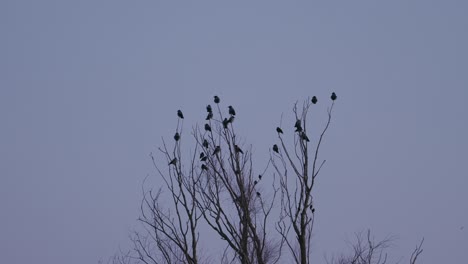 small birds sleeping in the top of a small tree on a cloudy day