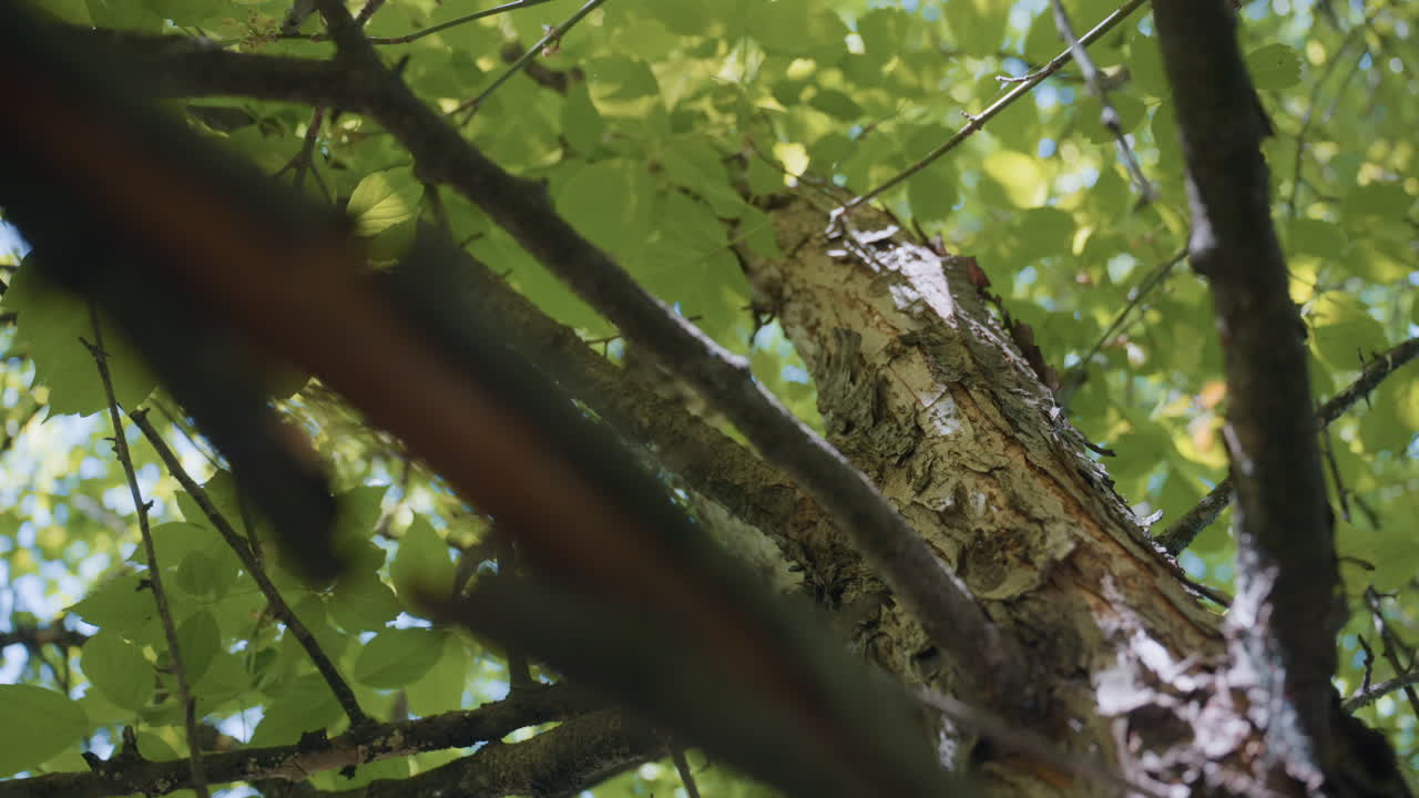 under view tree with rough peeling bark extending branches filled with fresh green leaves, sunlight filtering through canopy casting patterned light and shadow across textured bark
