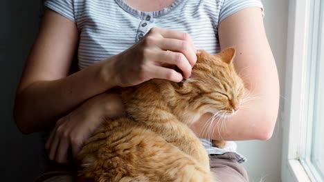 woman stroking cute ginger cat lying in her arms. very fluffy pet purrs closes eyes from pleasure. cozy home