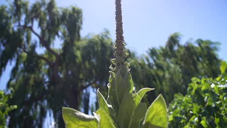 Planta-De-Gordolobo-Erguida-Sobre-Un-Fondo-De-árboles-Suavemente-Borrosos,-Con-El-Sol-Radiante-Proyectando-Su-Cálido-Resplandor-Desde-Arriba