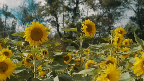 campos de girasoles florecientes en el campo en verano