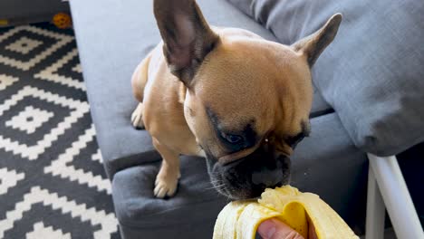 slow motion shot of hungry french bulldog eating banana feeding by man,close up