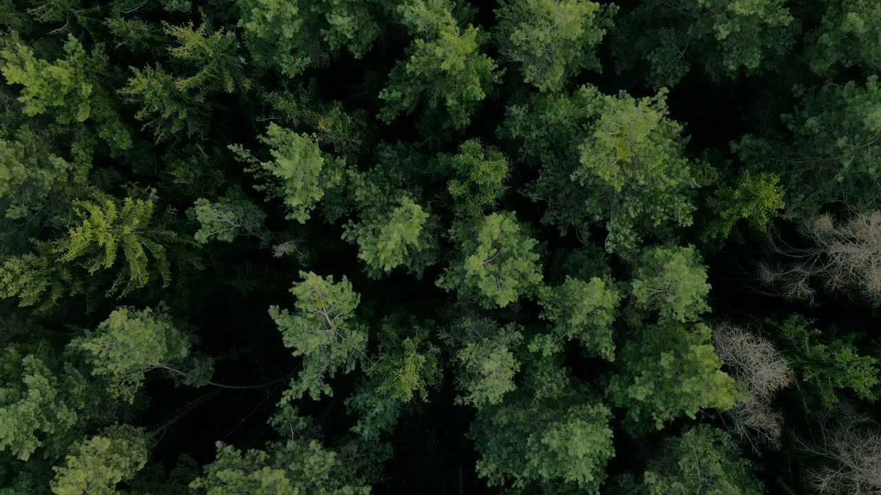 imágenes de drones sobre el bosque verde