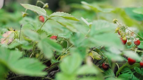 wild strawberries in the garden
