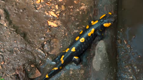 salamandra de fuego que se arrastra, de cerca manchada salamandra europea negra y amarilla