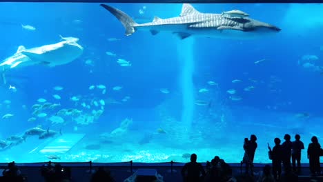 wide shot of okinawa churaumi aquarium with large deep occean creatures swimming while people admire