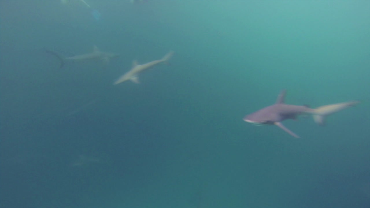 갈라파고스 국립 공원 에콰도르 1의 레온 도미도 또는 산 크리스토발의 키커 바위에서 채널에서 헤엄치는 풍토병 갈라파고스 상어