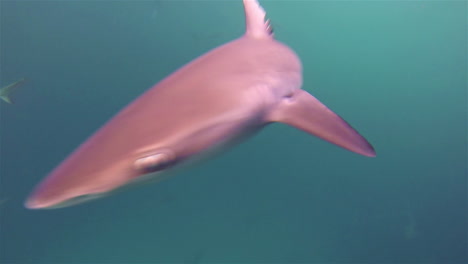 endemic galapagos shark swimming in the channel at leon dormido or kicker rock off of san cristobal in galapagos national park ecuador 1