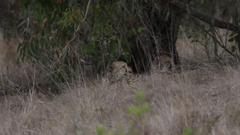 Cheetah--laying-in-savannah-grass