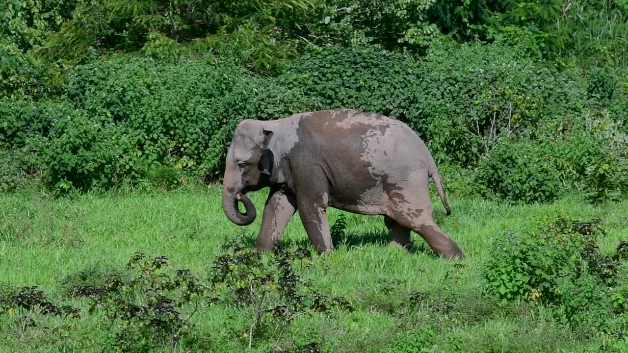 아시아 코끼리는 멸종 위기 종이며 태국 거주자이기도합니다.