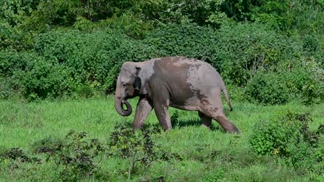 Los-Elefantes-Asiáticos-Son-Especies-En-Peligro-De-Extinción-Y-También-Son-Residentes-De-Tailandia