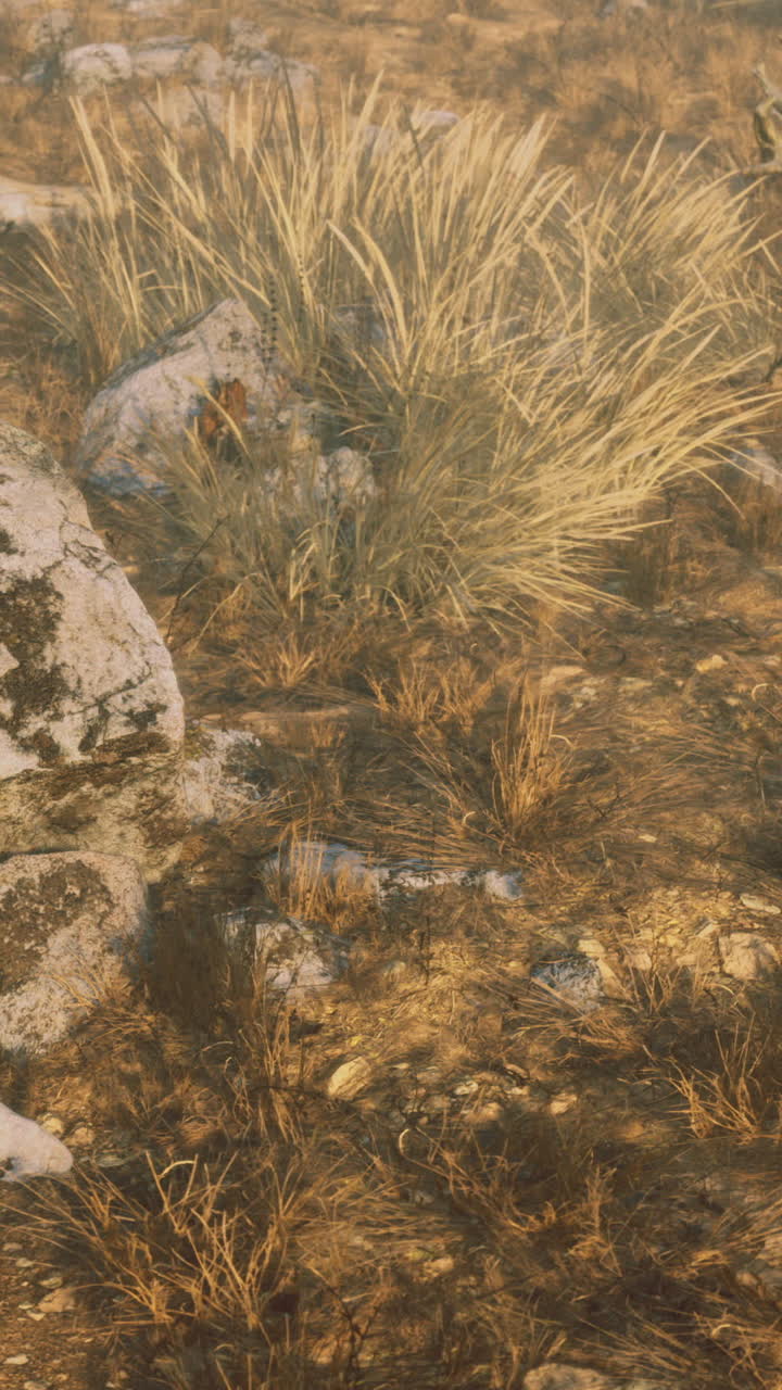 Landscape showcasing rocky terrain with dry grass and plants in sunlight