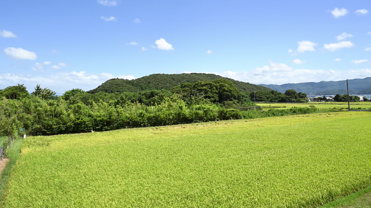山々と青い空が広がる、青々とした緑の水田
