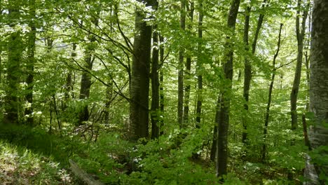 bosque de primavera verde fresco