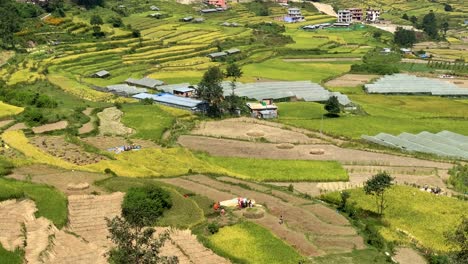 a high angle view of a beautiful valley filled with rice fields and people taking in the harvest