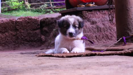 Sweet-fuzzy-puppy-laying-outside-on-some-fabric