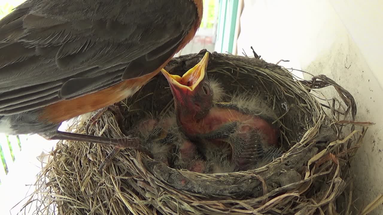 Week old baby Robin is fed by mom while other nestlings sleep in nest