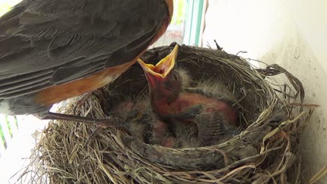 week old baby robin is fed by mom while other nestlings sleep in nest